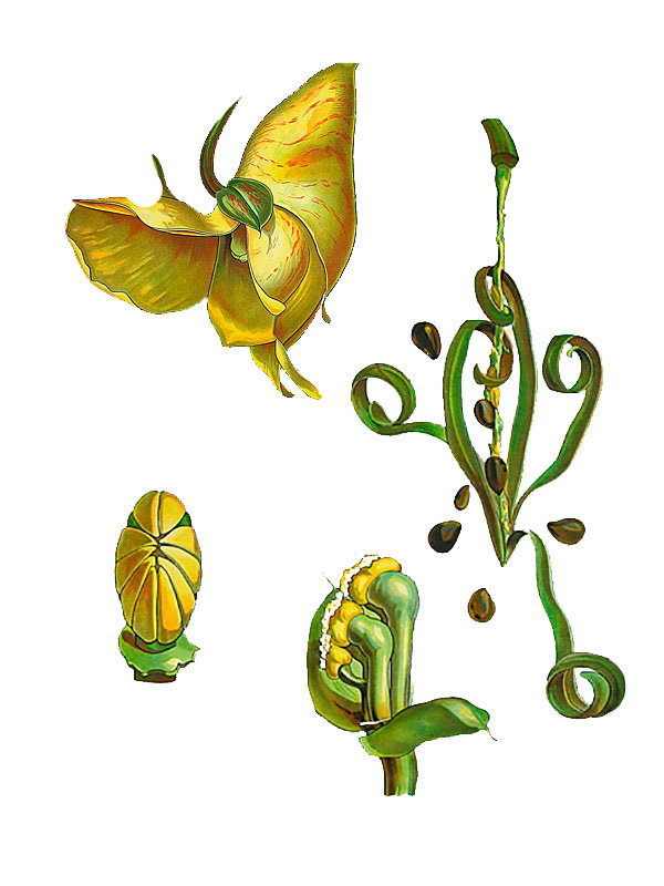 Impatiens scabrida