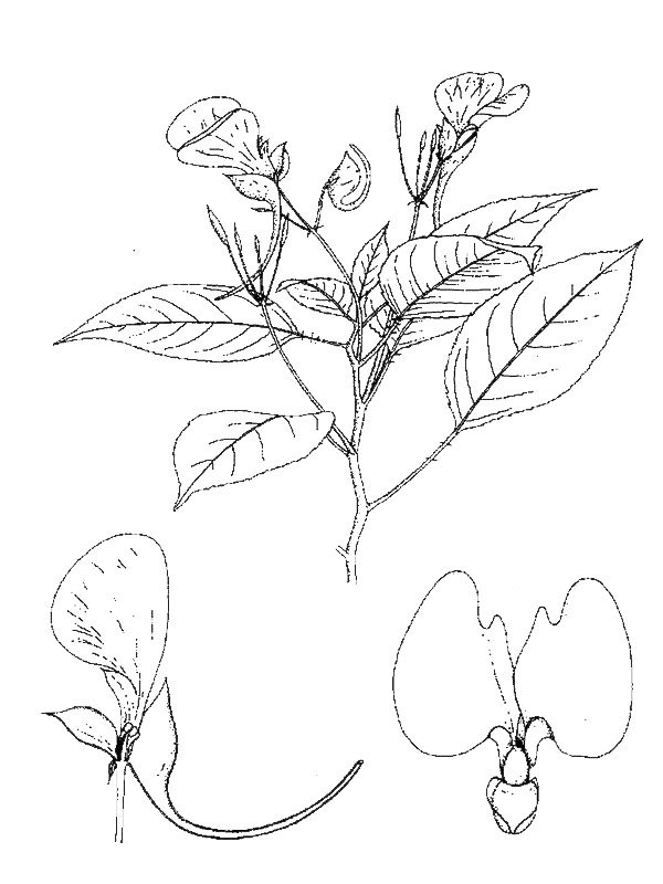 Impatiens stuhlmannii