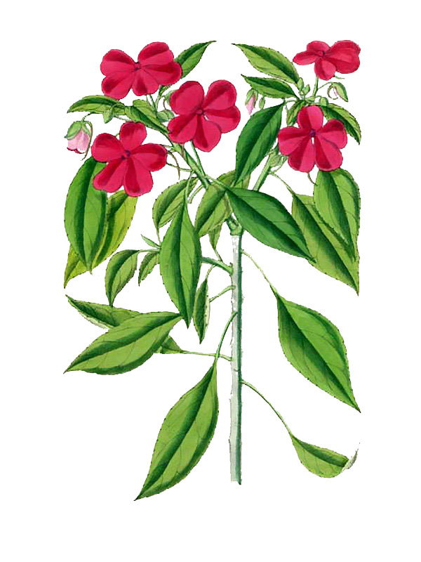 Impatiens sultani