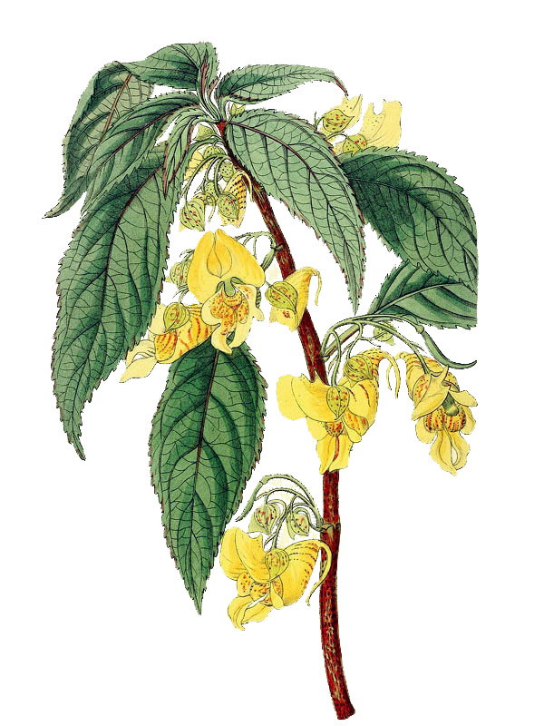 Impatiens tricornis