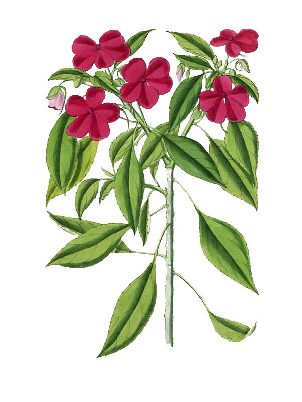 Impatiens walleriana