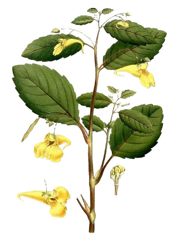 Impatiens_noli-tangere