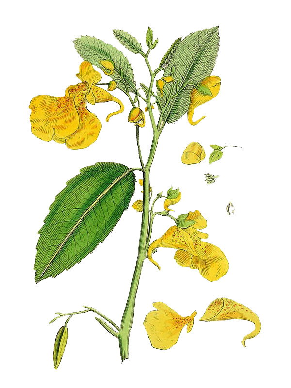 Impatiens_noli-tangere