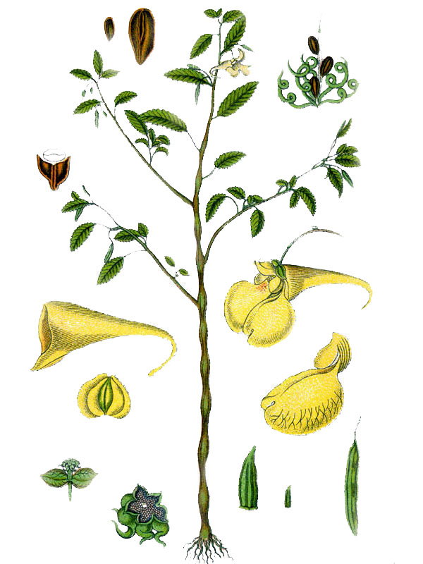 Impatiens noli-tangere