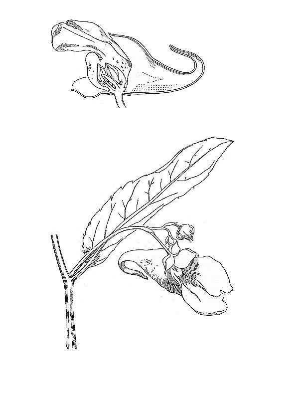 Impatiens noli-tangere