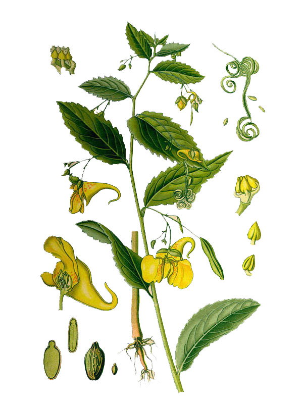 Impatiens noli-tangere