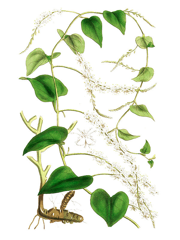 Anredera baselloides