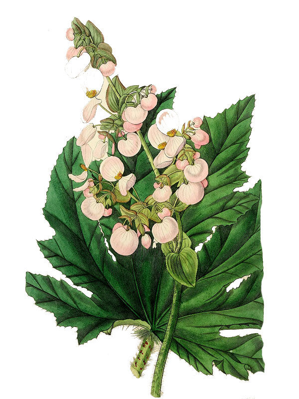 Begonia heracleifolia