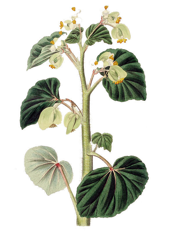 Begonia hirtella