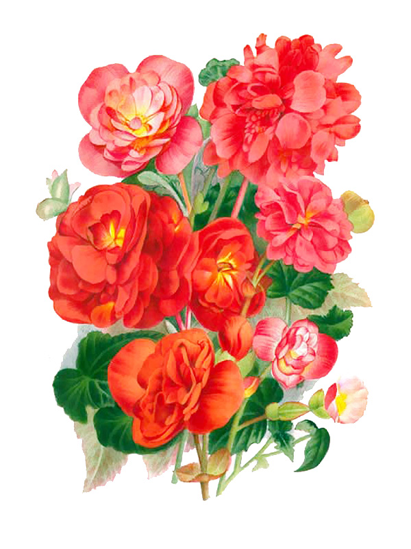 Begonia capensis