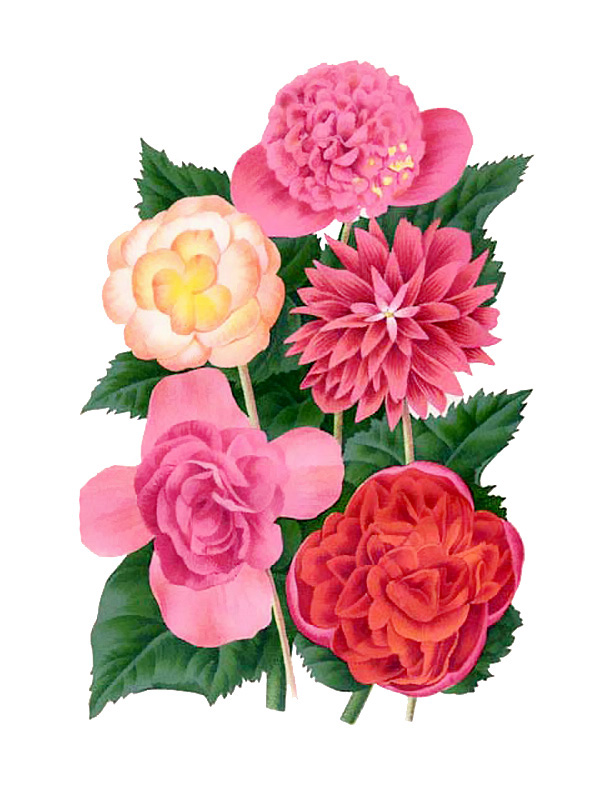 Begonia capensis