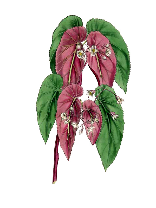 Begonia fischeri