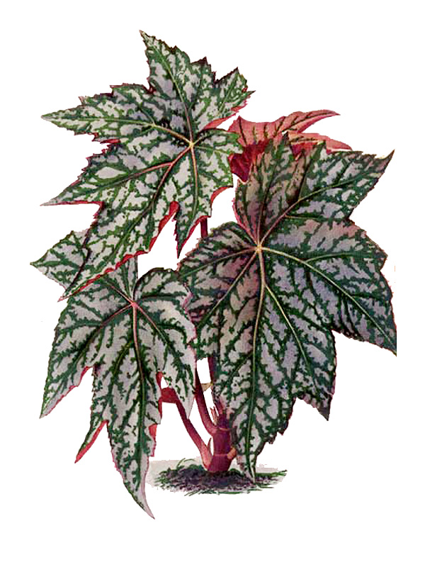 Begonia mira