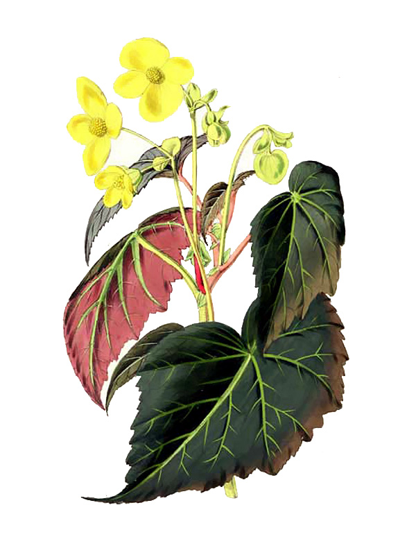Begonia pearcei