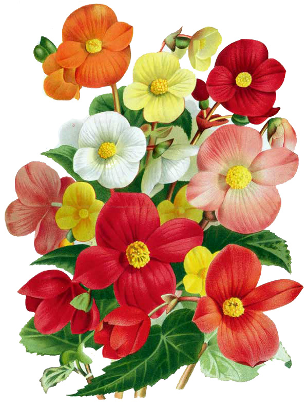Begonia tuberosa