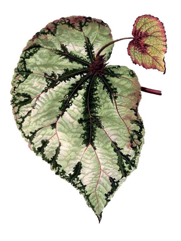 Begonia xanthina