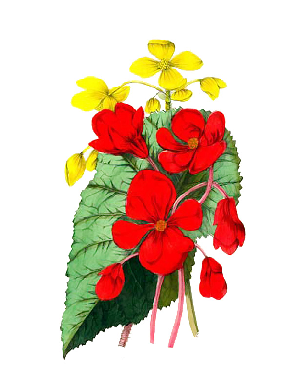 Begonia xanthina