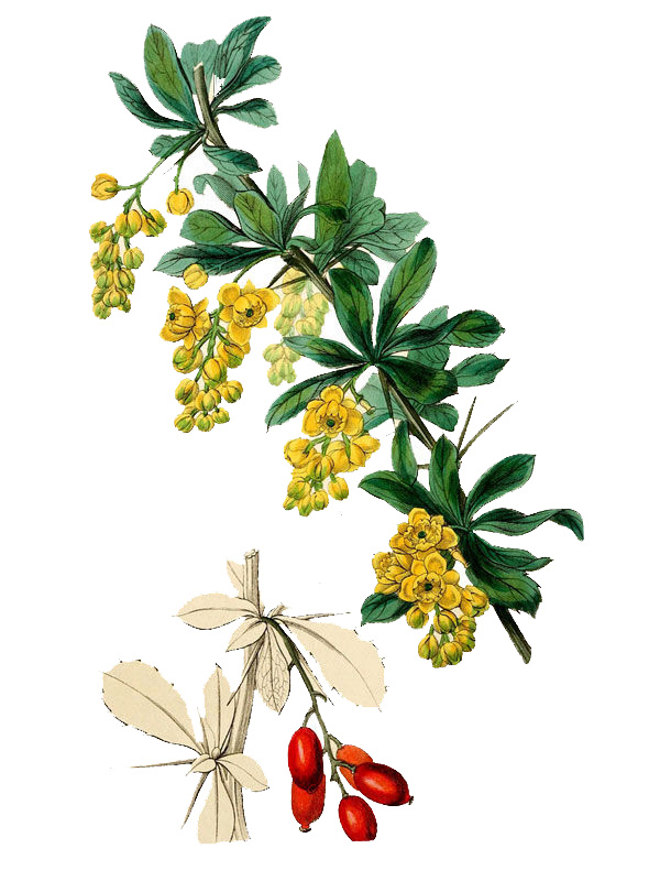 Berberis coriaria