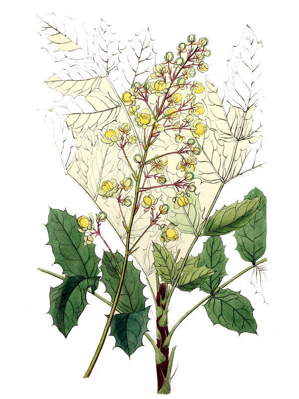 Berberis pallida