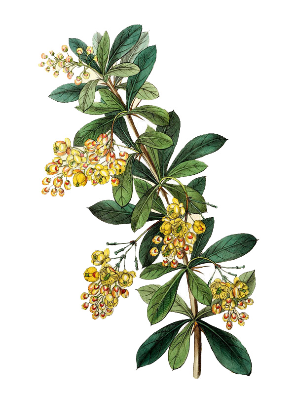 Berberis umbellata