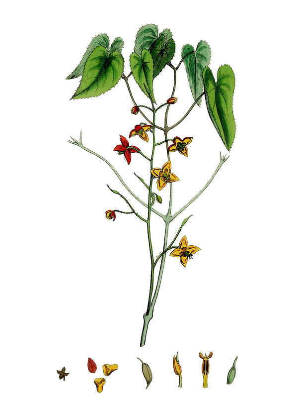 Epimedium alpinum