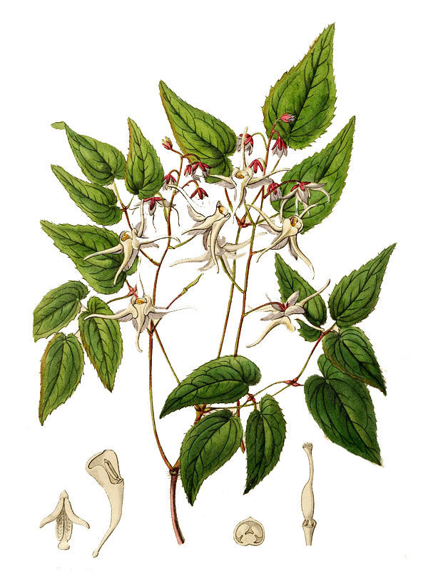 Epimedium grandiflorum
