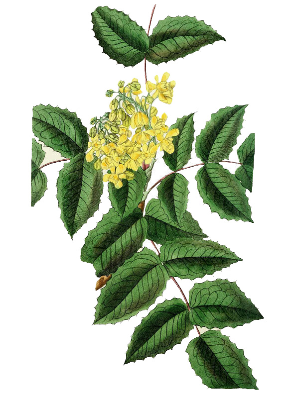 Mahonia aquifolium