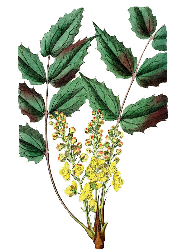 Mahonia nervosa