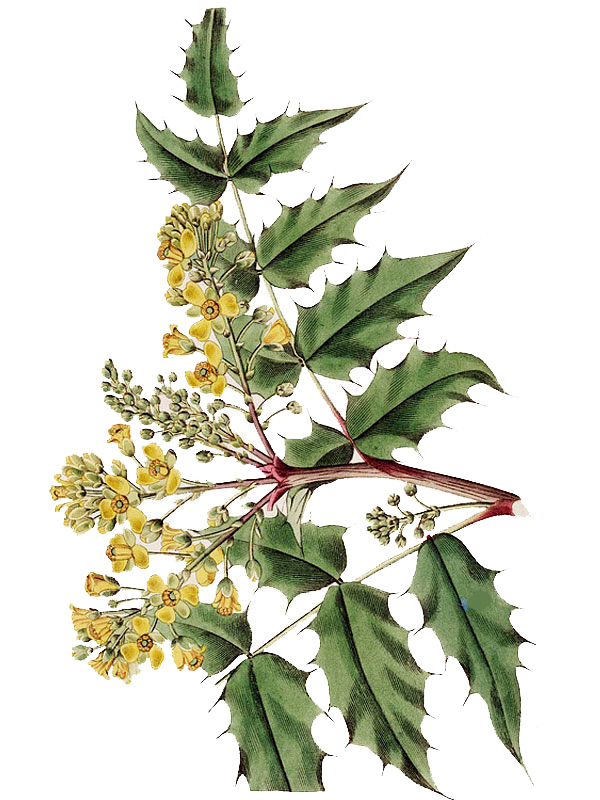Mahonia pinnata