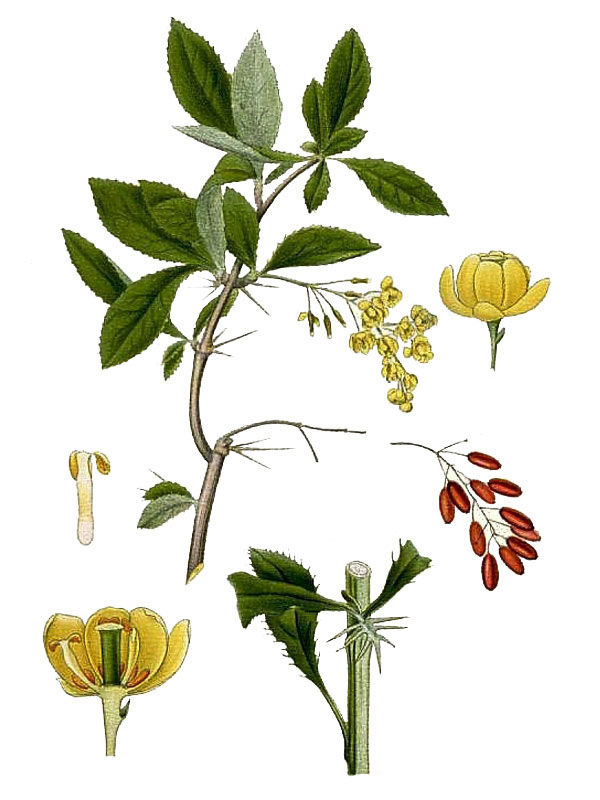 Berberis vulgaris