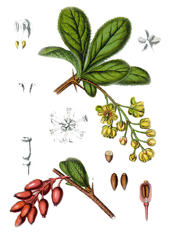 Berberis vulgaris