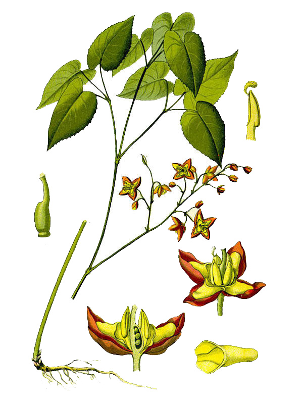 Epimedium alpinum