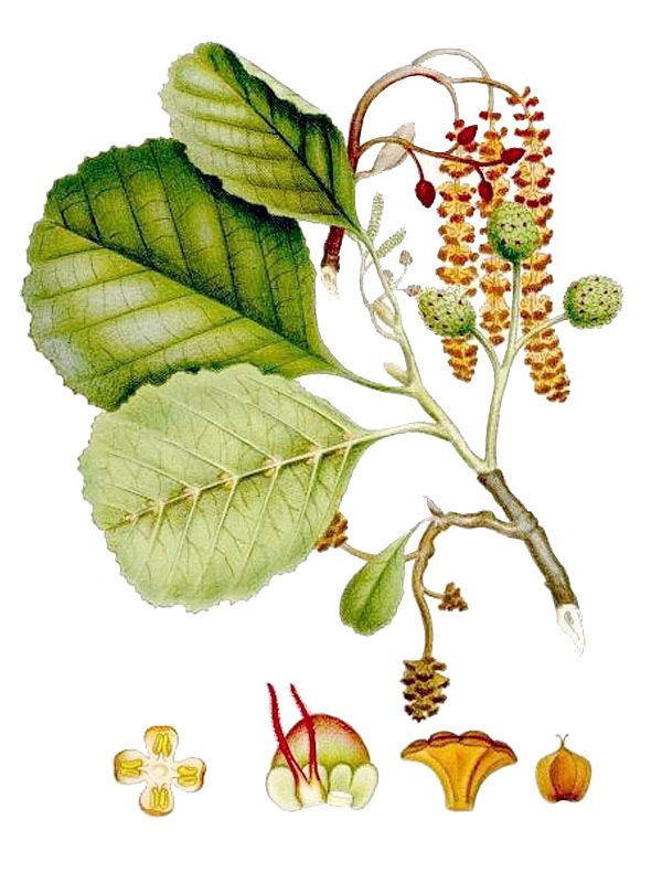 Alnus glutinosa