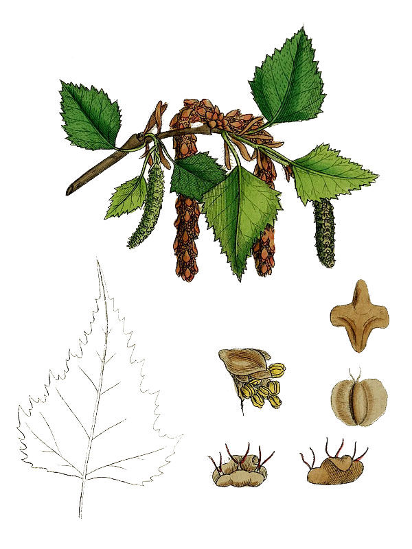 Betula verrucosa