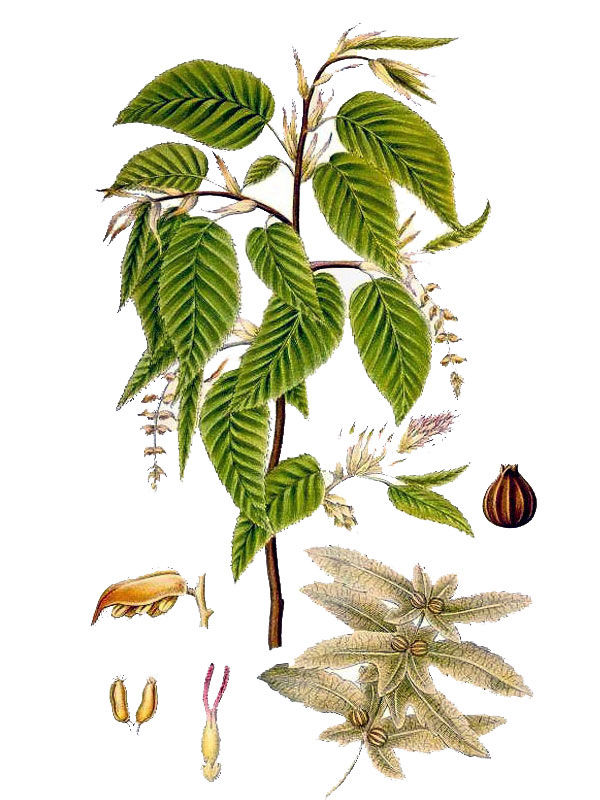 Carpinus betulus