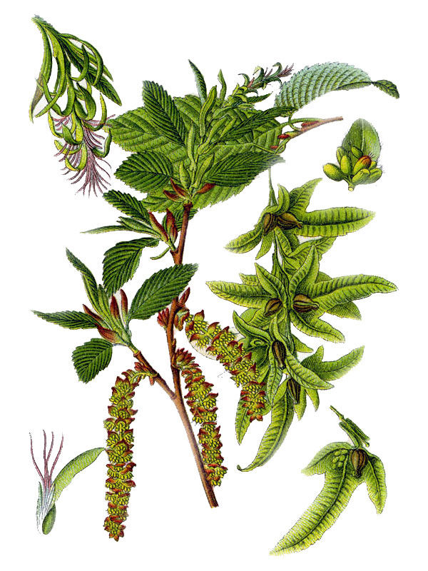 Carpinus betulus
