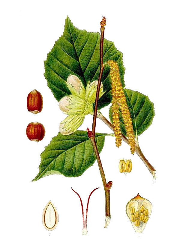 Corylus avellana