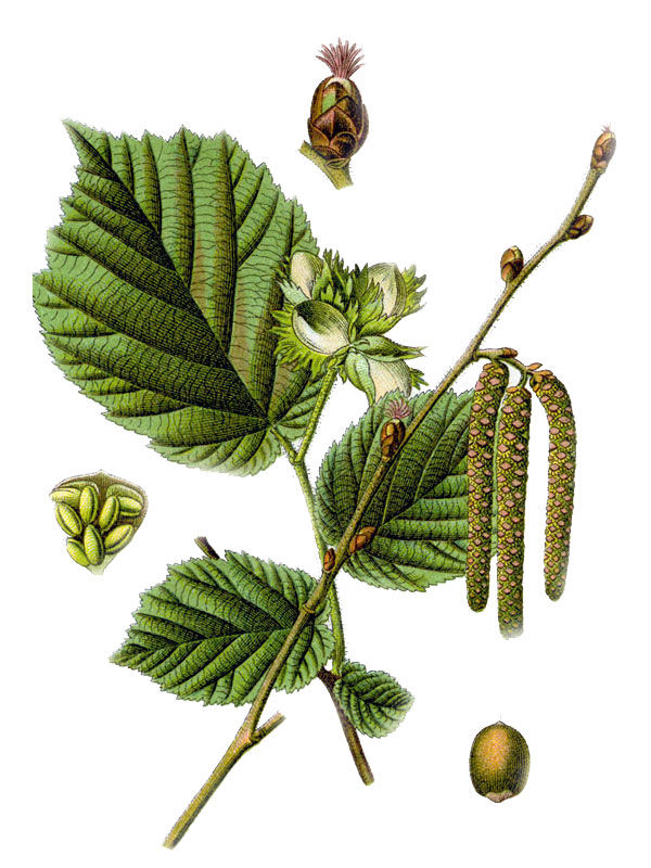 Corylus avellana