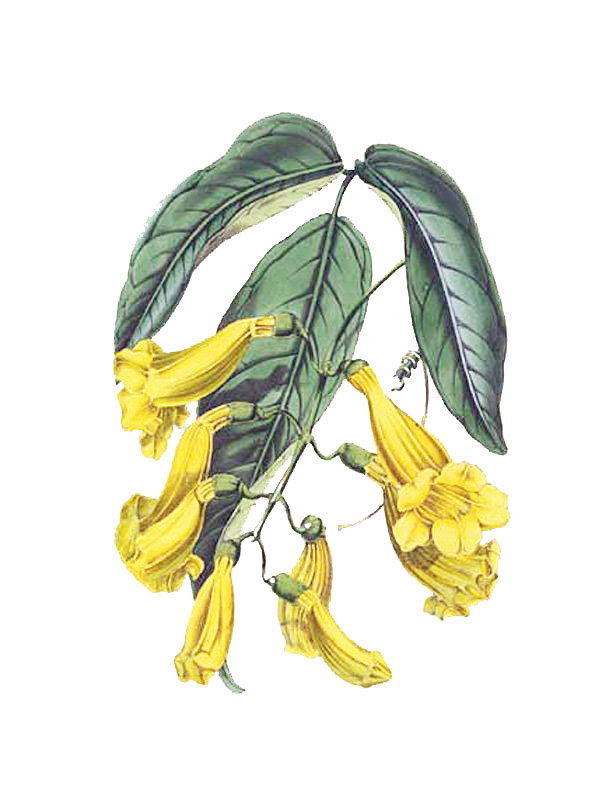 Anemopaegma chamberlaynii