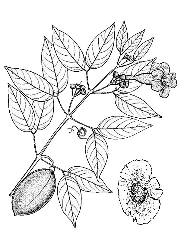Anemopaegma parkeri