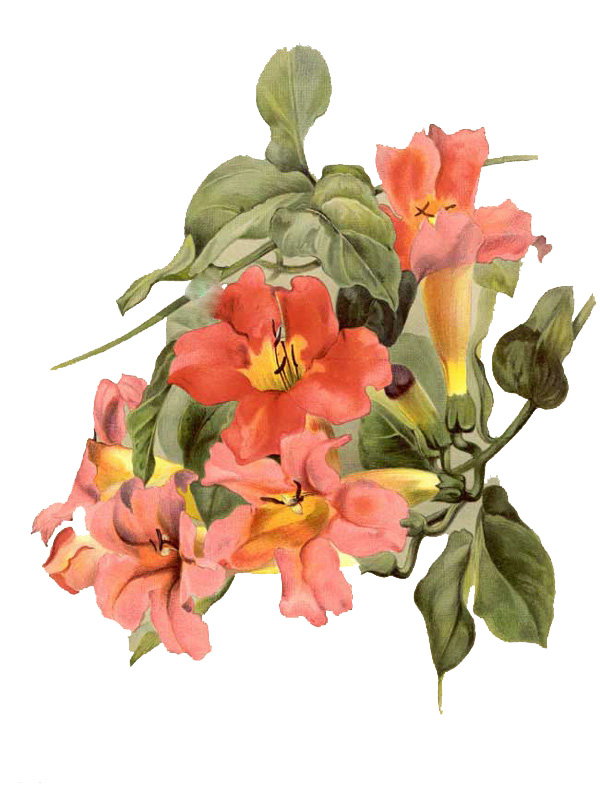 Bignonia buccinatoria