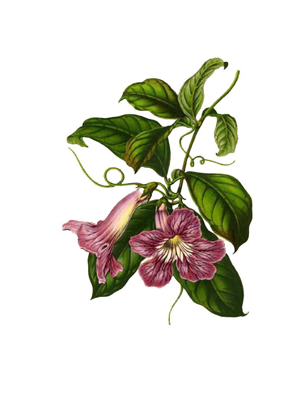 Bignonia callistegioides