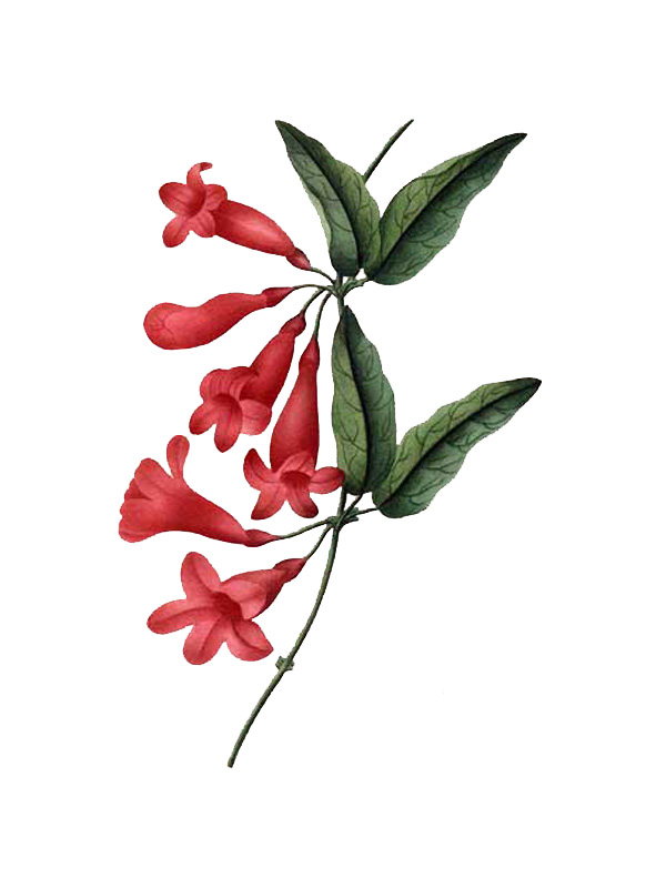Bignonia capreolata