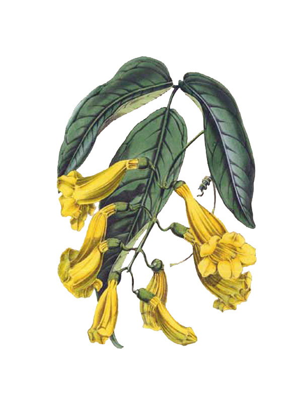 Bignonia chamberlaynii