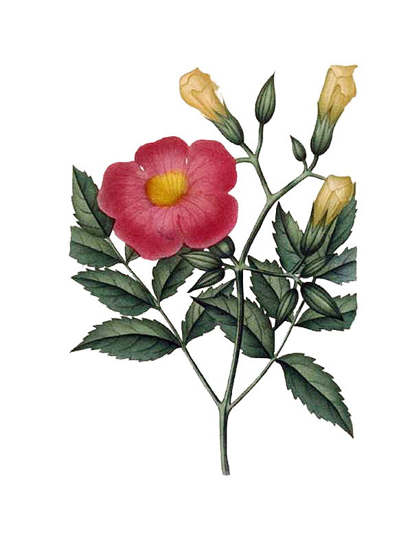 Bignonia grandiflora