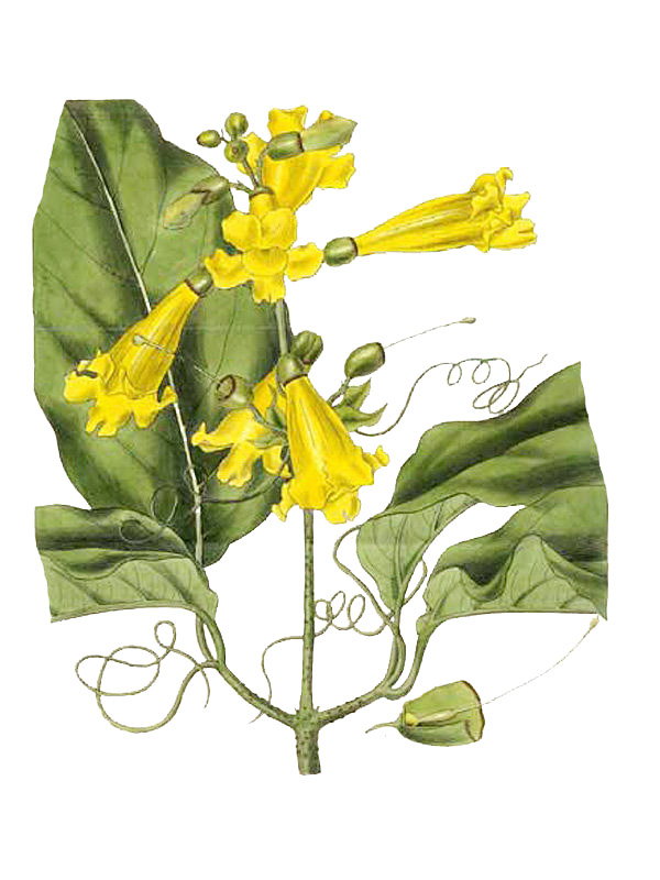 Bignonia grandiflora