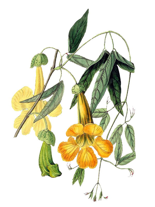 Bignonia tweediana