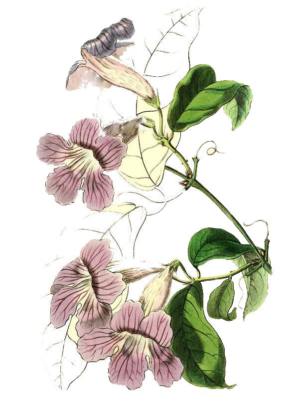 Bignonia unguis-cati