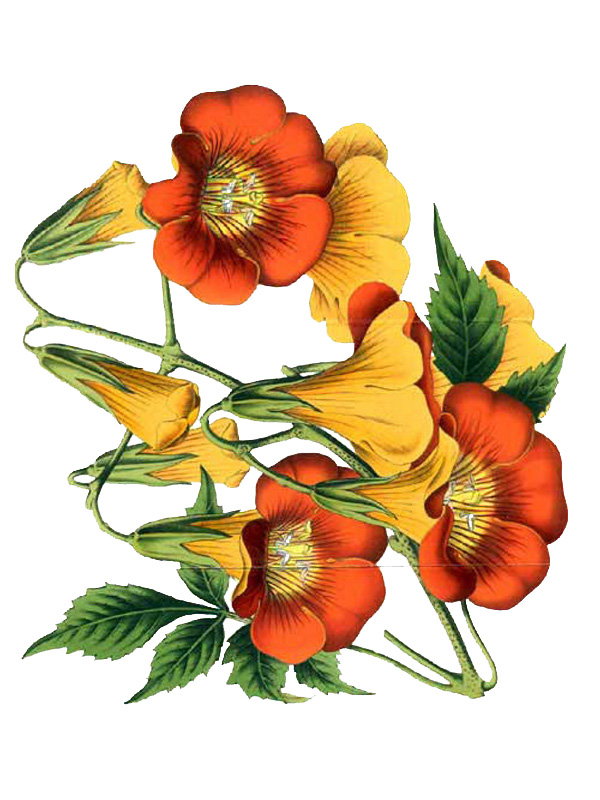 Campsis grandiflora