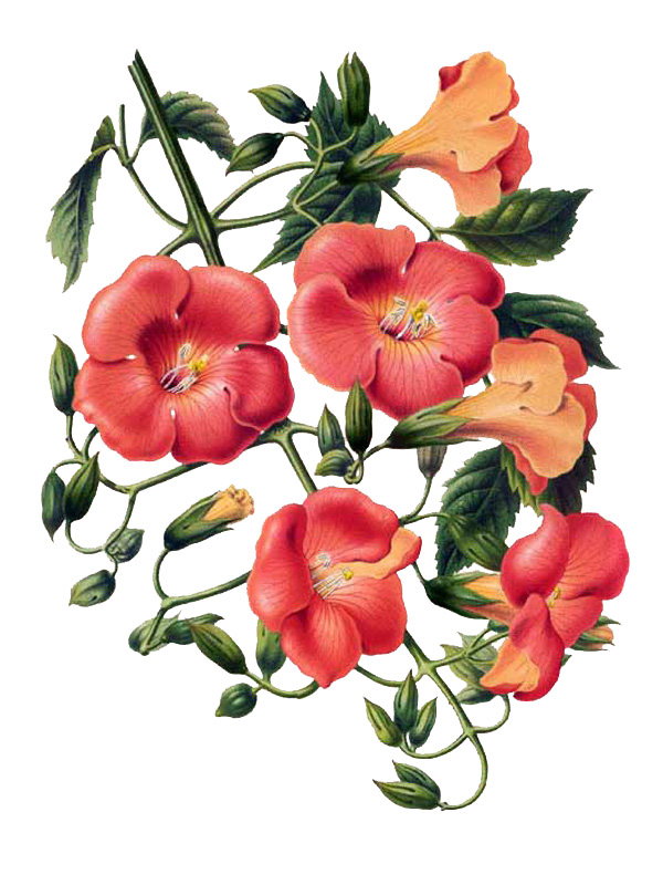 Campsis grandiflora